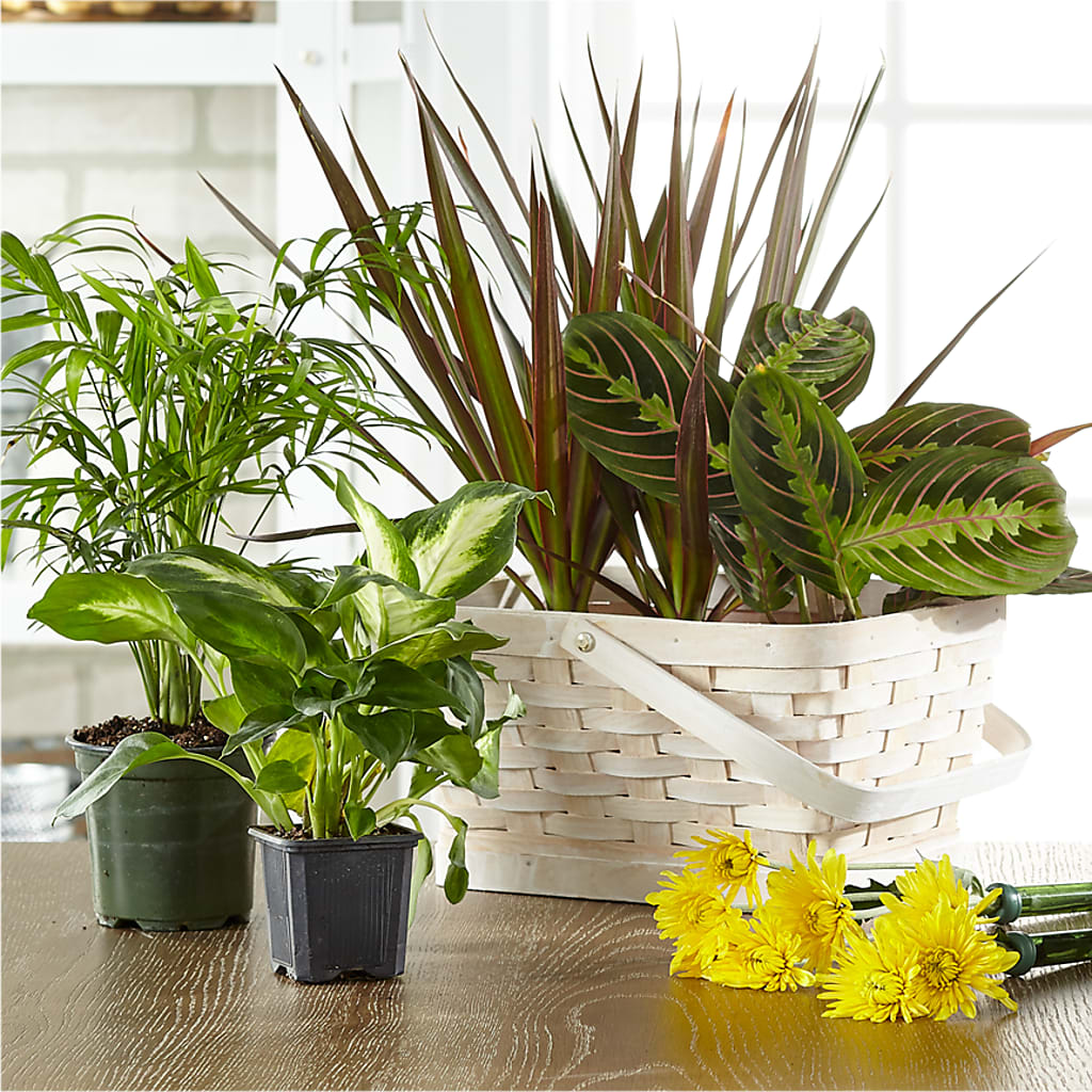 Florist Designed Blooming and Green Plants in a Basket – Daisy Day Florist, Avondale Estates GA