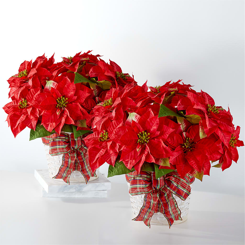Happiest Holidays Poinsettia Bundle – Daisy Day Florist, Avondale Estates GA