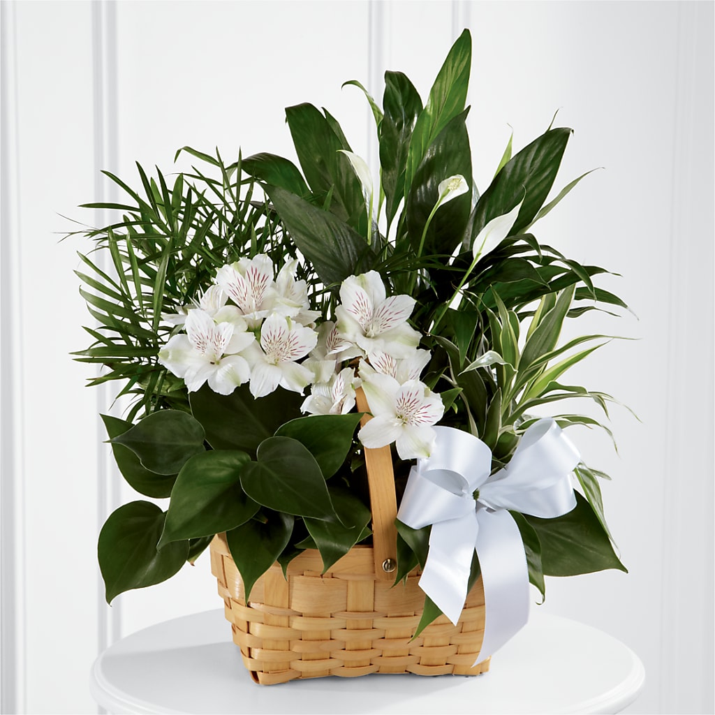 Peace & Serenity Dishgarden – Daisy Day Florist, Avondale Estates GA