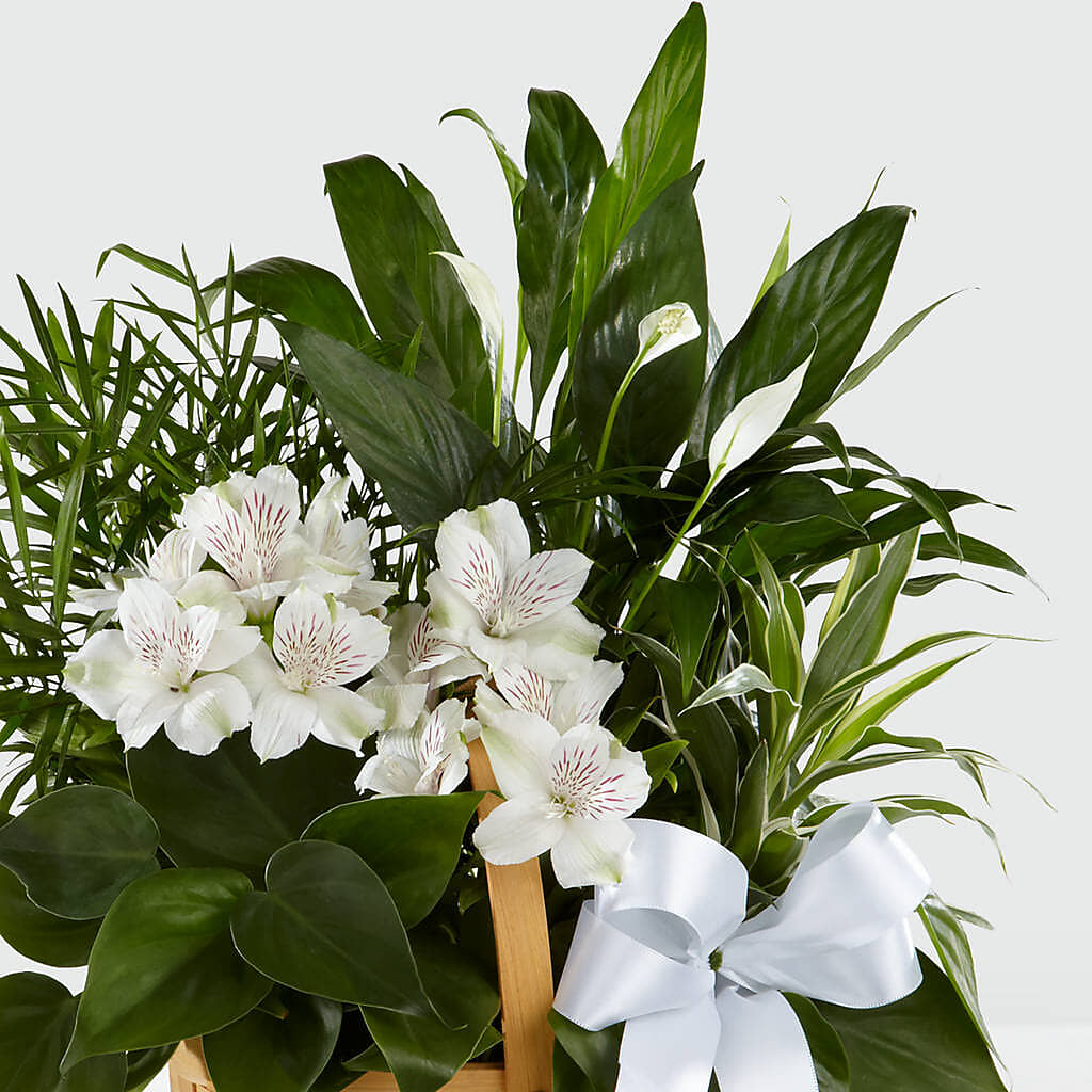 Peace & Serenity Dishgarden – Daisy Day Florist, Avondale Estates GA