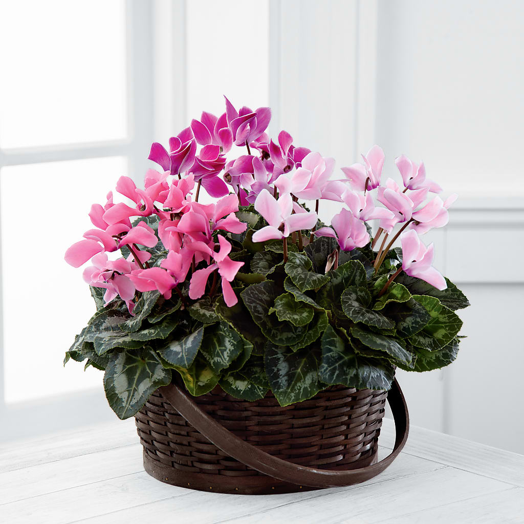 Mixed Cyclamen Planter – Daisy Day Florist, Avondale Estates GA