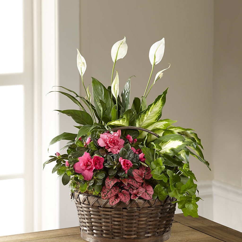 Dream in Pink Dishgarden – Daisy Day Florist, Avondale Estates GA