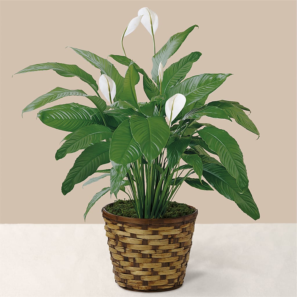 Tranquil Moments Peace Lily Plant – Daisy Day Florist, Avondale Estates GA