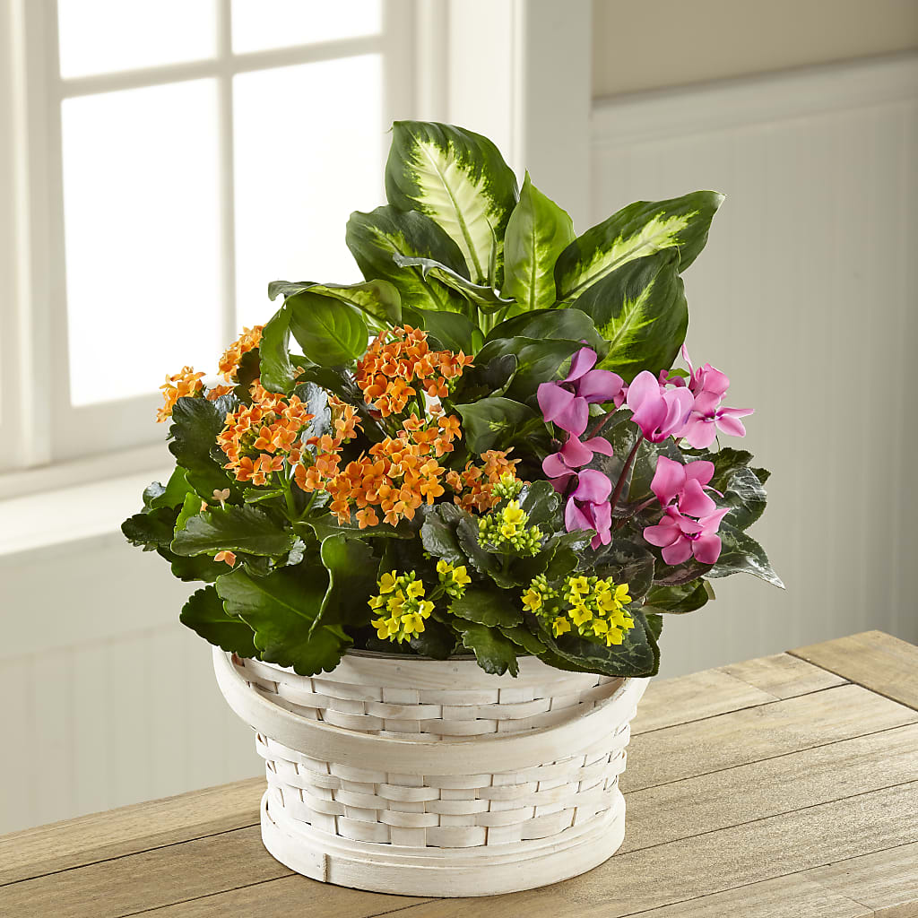 Color Crush Dishgarden – Daisy Day Florist, Avondale Estates GA