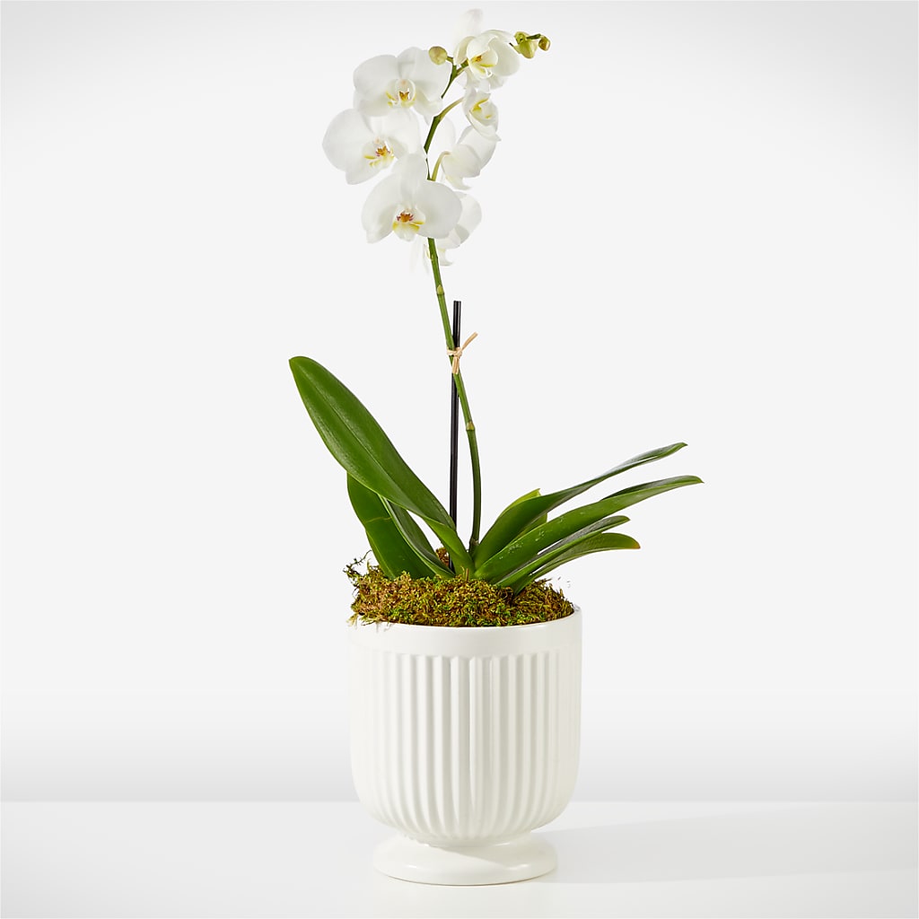 Whispering White Orchid – Daisy Day Florist, Avondale Estates GA