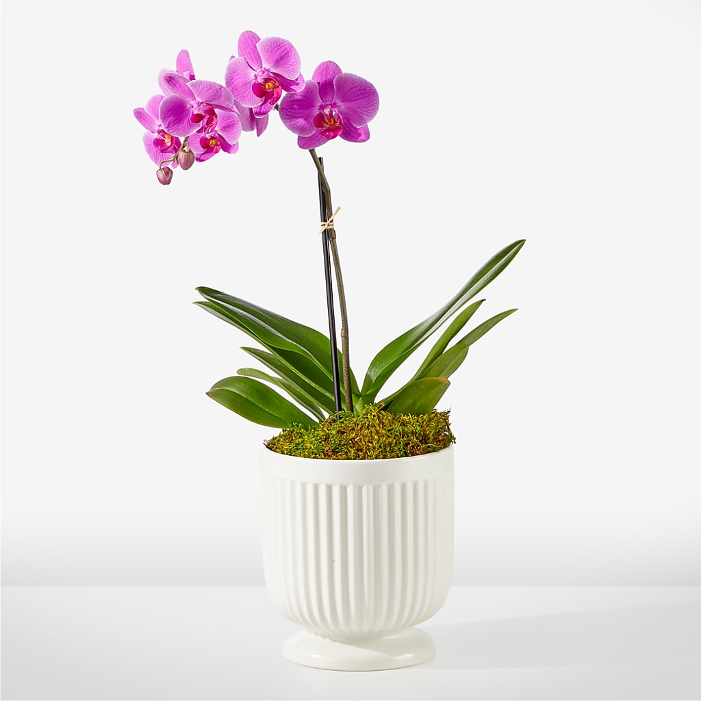 Friendly Fuchsia Orchid – Daisy Day Florist, Avondale Estates GA
