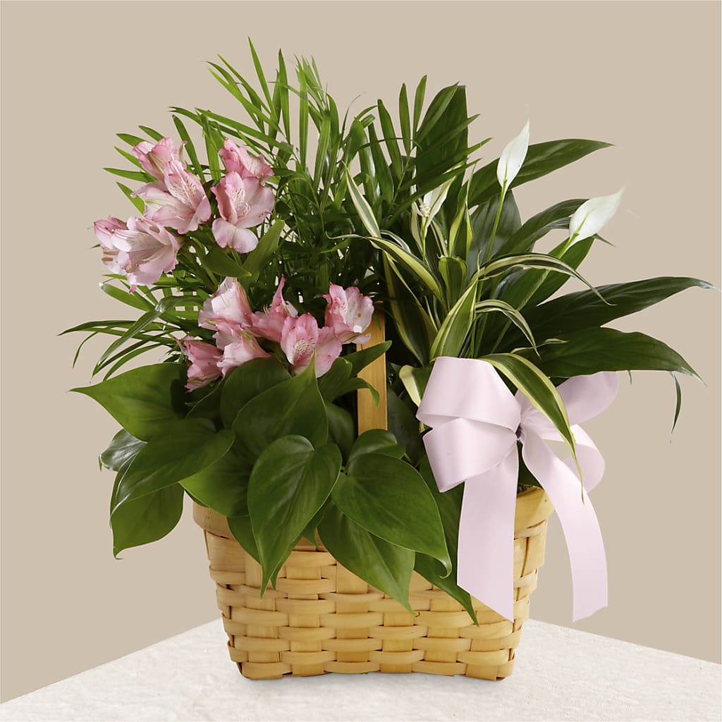 Living Spirit Dishgarden – Daisy Day Florist, Avondale Estates GA