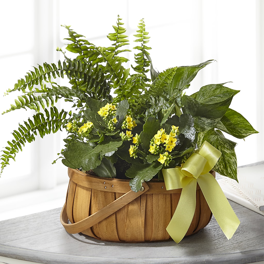 Always Dear Dishgarden – Daisy Day Florist, Avondale Estates GA
