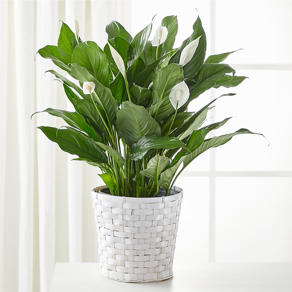 A New Leaf Peace Lily – Daisy Day Florist, Avondale Estates GA