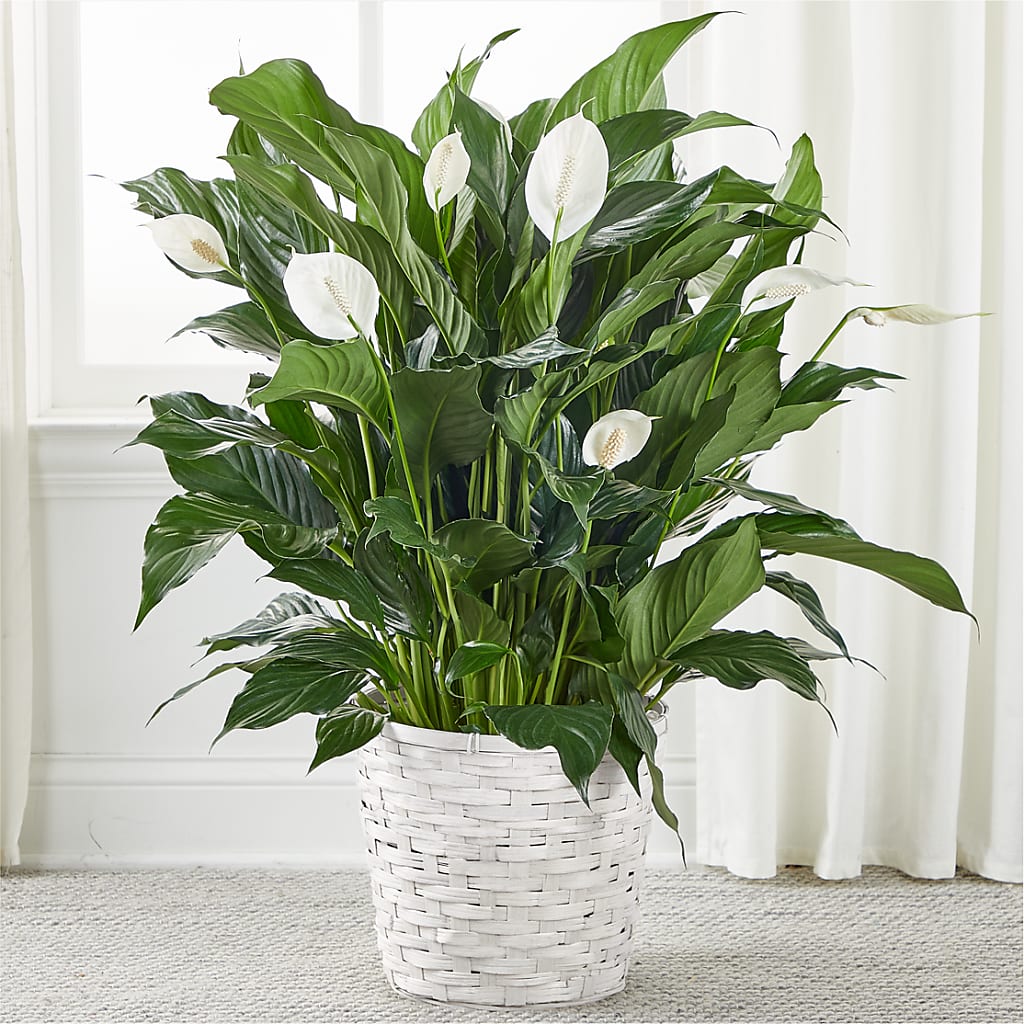 A New Leaf Peace Lily – Daisy Day Florist, Avondale Estates GA