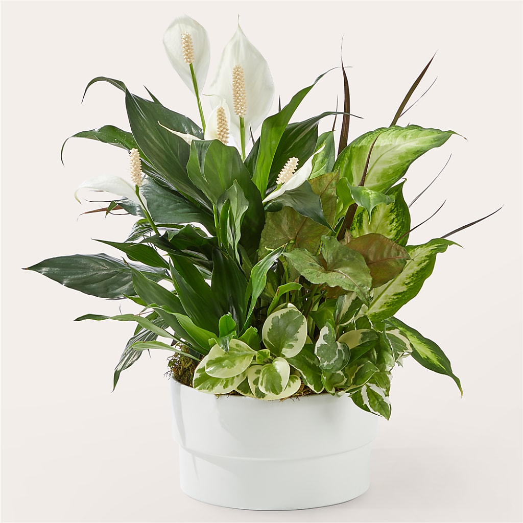 Radiating Positivity Dishgarden – Daisy Day Florist, Avondale Estates GA