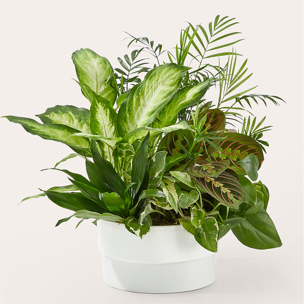 Radiating Positivity Dishgarden – Daisy Day Florist, Avondale Estates GA