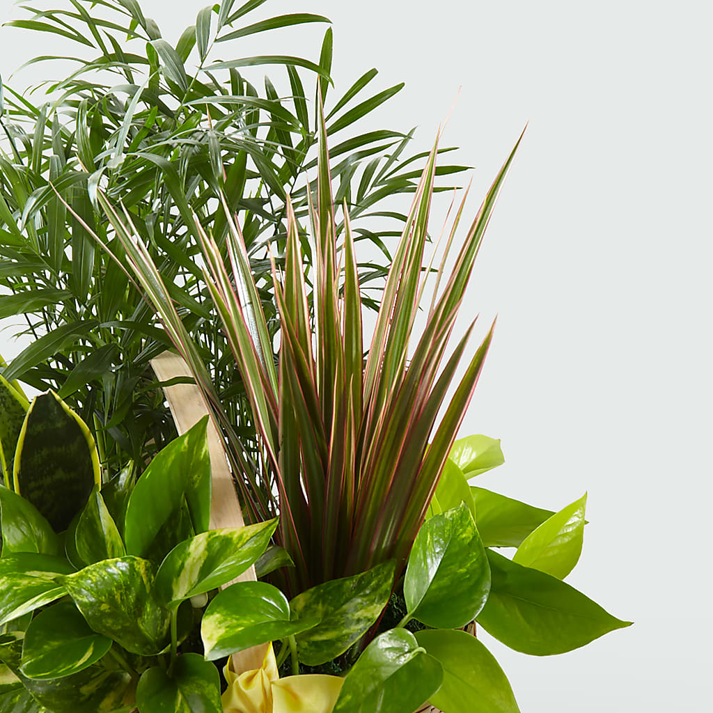 French Garden –  Daisy Day Florist, Avondale Estates GA