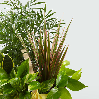 French Garden –  Daisy Day Florist, Avondale Estates GA