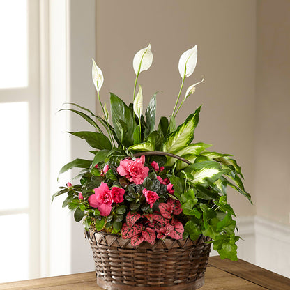 Dream in Pink Dishgarden –  Daisy Day Florist, Avondale Estates GA