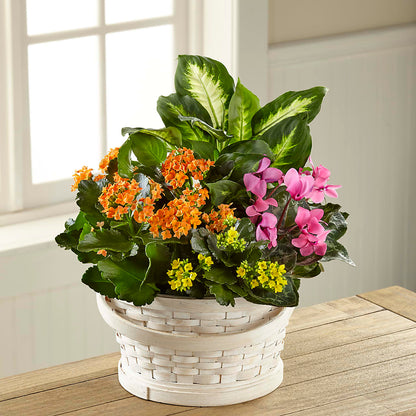 Color Crush Dishgarden –  Daisy Day Florist, Avondale Estates GA