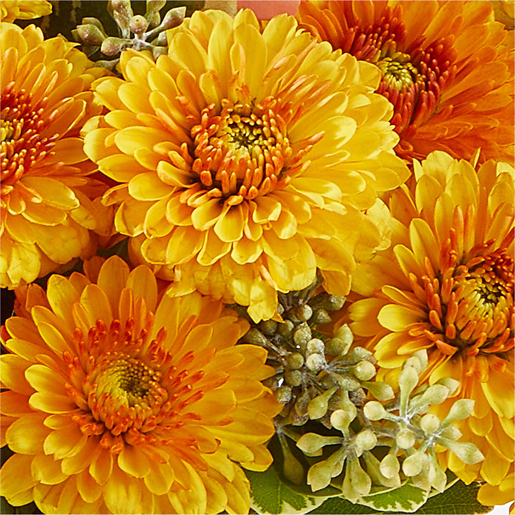 Peachy Pumpkin –  Daisy Day Florist, Avondale Estates GA