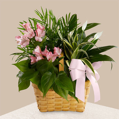 Living Spirit Dishgarden –  Daisy Day Florist, Avondale Estates GA