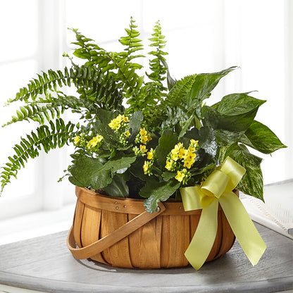 Always Dear Dishgarden –  Daisy Day Florist, Avondale Estates GA