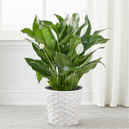 A New Leaf Peace Lily –  Daisy Day Florist, Avondale Estates GA