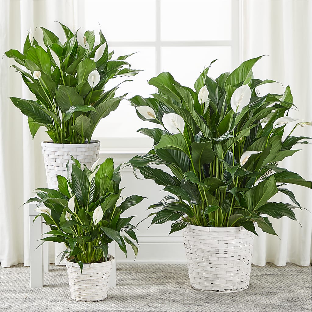 A New Leaf Peace Lily –  Daisy Day Florist, Avondale Estates GA