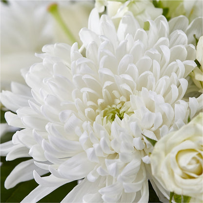 Classic Ivory – A Florist Original –  Daisy Day Florist, Avondale Estates GA