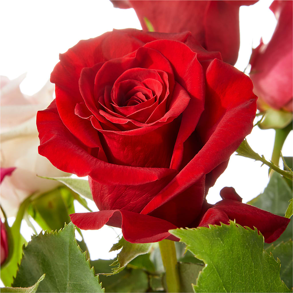 Love Notes Rose Bouquet –  Daisy Day Florist, Avondale Estates GA